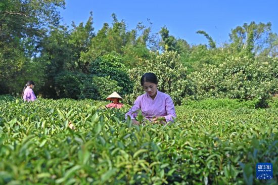 非遗传承人冯康崇：茶香浸润400年